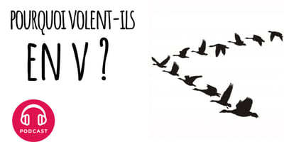 Pourquoi les Oiseaux qui Migrent Volent en V ? Pourquoi les Oiseaux qui Migrent Volent en V ?