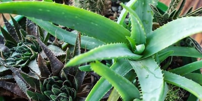 Prendre Soin de son Aloe Vera… parce qu’il le vaut bien ! Prendre Soin de son Aloe Vera… parce qu’il le vaut bien !