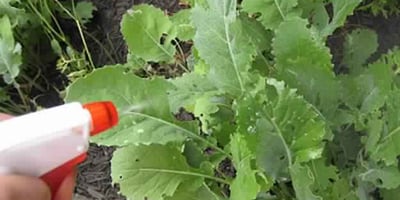 Préparer un Insecticide Naturel avec Seulement 4 Ingrédients Préparer un Insecticide Naturel avec Seulement 4 Ingrédients