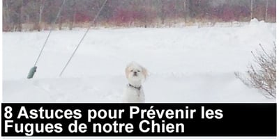 8 Astuces pour Prévenir les Fugues de notre Chien
