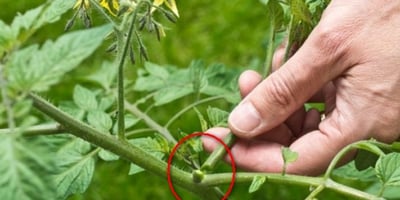 Propriétaire de Plants de Tomates... Concernant les Gourmands