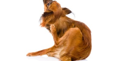 Puces des Chiens : Toutes les Solutions Naturelles