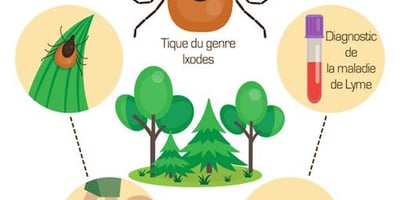 Que Faire en Cas de Piqûre de Tique ?