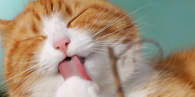 Quelle est la Meilleure Litière pour mon Chat?