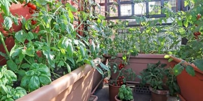 Potagers Urbains : Quelques Conseils pour Récolter des Légumes Moins Pollués Potagers Urbains : Quelques Conseils pour Récolter des Légumes Moins Pollués