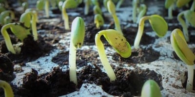 Réaliser un Test de Germination Réaliser un Test de Germination