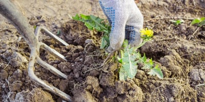 Se Débarrasser des Mauvaises Herbes Se Débarrasser des Mauvaises Herbes