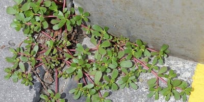 Si Vous Voyez Cette « Mauvaise Herbe » qui Pousse Dans Votre Jardin, Ne L’arrachez Pas! Voici Pourquoi… Si Vous Voyez Cette « Mauvaise Herbe » qui Pousse Dans Votre Jardin, Ne L’arrachez Pas! Voici Pourquoi…