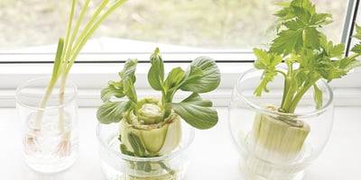 TOP 10 des Légumes (et des fines herbes) qui Repoussent tout Seuls TOP 10 des Légumes (et des fines herbes) qui Repoussent tout Seuls