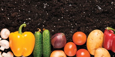 Top 10 des Légumes qui Poussent tout Seuls Top 10 des Légumes qui Poussent tout Seuls