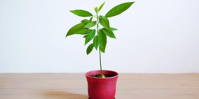 Tout Savoir sur les Plants D'avocat et leur Entretien