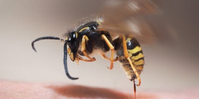 Trois Étapes à Suivre Immédiatement après une Piqûre D’abeille Trois Étapes à Suivre Immédiatement après une Piqûre D’abeille