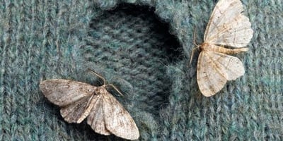 Truc Contre les Mites des Vêtements