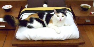 TRUC: Des idées pas Bêtes, mais très Chats!