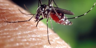 Trucs et Astuces pour Éviter les Piqûres de Moustiques Trucs et Astuces pour Éviter les Piqûres de Moustiques