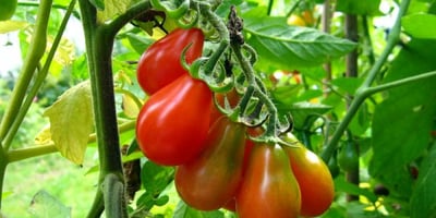Trucs pour la Culture de la Tomate Trucs pour la Culture de la Tomate