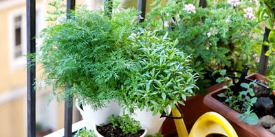 Un Jardin sur Votre Balcon Un Jardin sur Votre Balcon