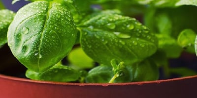 Un Potager D’intérieur pour Cultiver Facilement Fruits et Légumes Un Potager D’intérieur pour Cultiver Facilement Fruits et Légumes