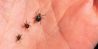 Une Astuce de Génie pour Éloigner les Tiques !