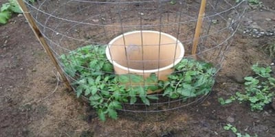 Une Idée de Génie pour faire Pousser des Tomates
