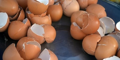Utilisations des Coquilles D'oeufs dans le Jardin