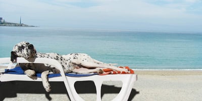 Vacances avec mon Animal : Ce qu’il ne Faut pas Oublier Vacances avec mon Animal : Ce qu’il ne Faut pas Oublier
