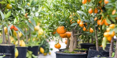 Voici 66 Aliments Qu’on Peut Faire Pousser à la Maison dans des Pots Voici 66 Aliments Qu’on Peut Faire Pousser à la Maison dans des Pots