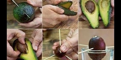Voici Comment Cultiver L’avocat à la Maison