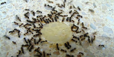 Voici Comment se Débarrasser des Fourmis d’une Manière Naturelle