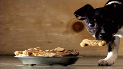 Biscuits pour Chien