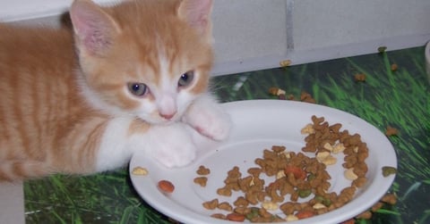 Comment Fabriquer Soi-Même la Nourriture du Chat