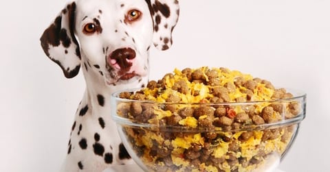 Comment Fabriquer Soi Même la Nourriture pour Chiens