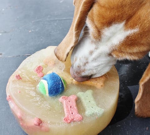 Gâteau Surprise Glacé pour Chien