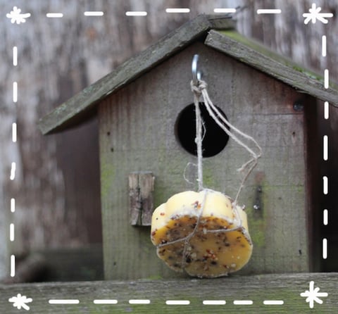 Boules de Graisse pour les Petits Oiseaux