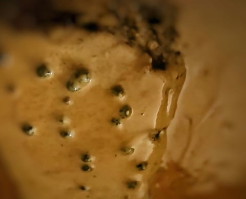 Sauce aux 5 Poivres (sans alcool) Idéale pour Steaks ou Filets Mignons
