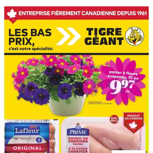  Tigre Géant
