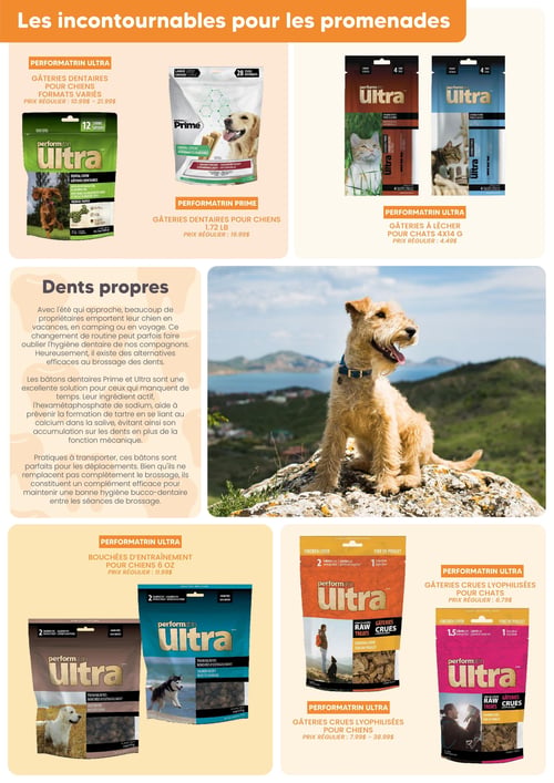 Circulaire Chico Boutique d'Animaux - Page 8. La page est intitulée "Les incontournables pour les promenades" et met en avant des produits pour l'hygiène dentaire et l'entraînement des animaux. En haut à gauche, des gâteries dentaires Performatrin Ultra pour chiens en formats variés, prix régulier de 10,99 $ à 21,99 $. À côté, des gâteries dentaires Performatrin Prime pour chiens de 1,72 lb, prix régulier 19,99 $. Plus à droite, des gâteries à lécher Performatrin Ultra pour chats, 4x14 g, prix régulier 4,49 $. Au centre, une section "Dents propres" explique l'importance de l'hygiène dentaire des animaux en été et présente les bâtons dentaires Prime et Ultra comme solution pour prévenir le tartre. Une grande photo montre un chien de type terrier roux avec un collier bleu, assis sur un rocher, regardant vers la droite avec un paysage de mer et de montagnes en arrière-plan. En bas à gauche, des bouchées d'entraînement Performatrin Ultra pour chiens de 6 oz, prix régulier 11,99 $, disponibles en recettes bœuf et saumon. Au centre en bas, des gâteries crues lyophilisées Performatrin Ultra au foie de poulet pour chiens, prix régulier de 7,99 $ à 38,99 $. Enfin, à droite en bas, des gâteries crues lyophilisées Performatrin Ultra au foie de poulet pour chats, prix régulier 6,79 $.