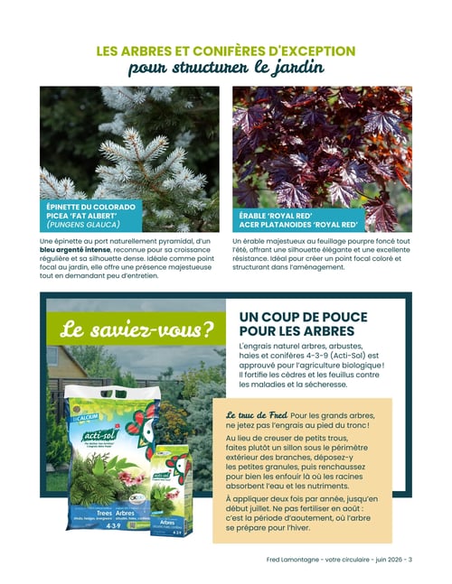 Circulaire Fred Lamontagne - Page 4. La page est intitulée "Les arbres et conifères d'exception pour structurer le jardin". Deux arbres sont mis en avant : l'Épinette du Colorado 'Fat Albert' (Picea glauca), décrite comme une épinette au port pyramidal, d'un bleu argenté intense, dense et demandant peu d'entretien. À côté, l'Érable 'Royal Red' (Acer platanoides 'Royal Red'), un érable majestueux au feuillage pourpre foncé, offrant une silhouette élégante et une excellente résistance, idéal comme point focal coloré. La section "Le saviez-vous?" présente l'engrais naturel Acti-Sol 4-3-9 pour arbres, arbustes, haies et conifères, approuvé pour l'agriculture biologique, qui fortifie les cèdres et les feuillus contre les maladies et la sécheresse. L'image montre un grand sac d'engrais Acti-Sol "L'engrais Mère Poule" de 8 kg et une plus petite boîte de 1,5 kg. Un encadré "Le truc de Fred" conseille de ne pas jeter l'engrais au pied du tronc des grands arbres, mais plutôt de creuser un sillon sous le périmètre extérieur des branches pour y déposer les granules et les recouvrir, afin que les racines absorbent l'eau et les nutriments. Il est recommandé d'appliquer l'engrais deux fois par année, jusqu'en début juillet, et d'éviter le mois d'août, période d'aoûtement où l'arbre se prépare pour l'hiver.