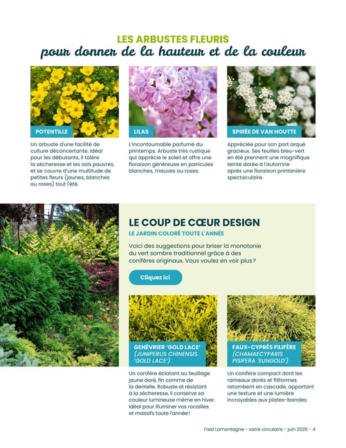 Fred Lamontagne - Page 5. La page présente des arbustes fleuris et des conifères pour un jardin coloré. La section supérieure, intitulée "Les arbustes fleuris pour donner de la hauteur et de la couleur", met en avant trois plantes : la Potentille, un arbuste facile à cultiver avec des fleurs jaunes, blanches ou roses tout l'été ; le Lilas, un arbuste parfumé du printemps avec des fleurs blanches, mauves ou roses ; et la Spirée de Van Houtte, appréciée pour son port arqué, ses feuilles bleu-vert et sa floraison printanière spectaculaire. La section inférieure, "Le coup de cœur design : Le jardin coloré toute l'année", suggère des conifères originaux pour briser la monotonie du vert traditionnel. Elle présente le Genévrier 'Gold Lace' (Juniperus chinensis 'Gold Lace'), un conifère au feuillage jaune doré fin comme de la dentelle, robuste et lumineux même en hiver, idéal pour les rocailles et massifs. Également, le Faux-cyprès filifère (Chamaecyparis pisifera 'Sungold'), un conifère compact aux rameaux dorés et filiformes retombant en cascade, apportant texture et lumière aux plates-bandes.