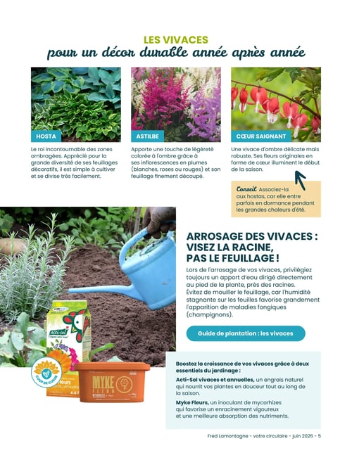 Fred Lamontagne - Page 6. La page est dédiée aux vivaces pour un décor durable année après année. Elle présente trois types de plantes : l'Hosta, décrit comme le roi des zones ombragées avec ses feuillages décoratifs, facile à cultiver et à diviser ; l'Astilbe, qui apporte une touche de légèreté colorée à l'ombre grâce à ses inflorescences en plumes (blanches, roses ou rouges) et son feuillage finement découpé ; et le Cœur Saignant, une vivace d'ombre délicate mais robuste aux fleurs originales en forme de cœur. Un conseil suggère d'associer le Cœur Saignant aux hostas, car il peut entrer en dormance pendant les grandes chaleurs d'été. La page offre également des conseils d'arrosage pour les vivaces, insistant sur l'importance de viser la racine et non le feuillage pour éviter l'apparition de maladies fongiques, et propose un bouton pour un "Guide de plantation : les vivaces". Enfin, deux produits essentiels pour le jardinage sont mis en avant : l'engrais naturel Acti-Sol vivaces et annuelles (1,5 kg, 4-4-7) qui nourrit les plantes en douceur tout au long de la saison, et Myke Fleurs (285 g, 1 L), un inoculant de mycorhizes qui favorise un enracinement vigoureux et une meilleure absorption des nutriments.