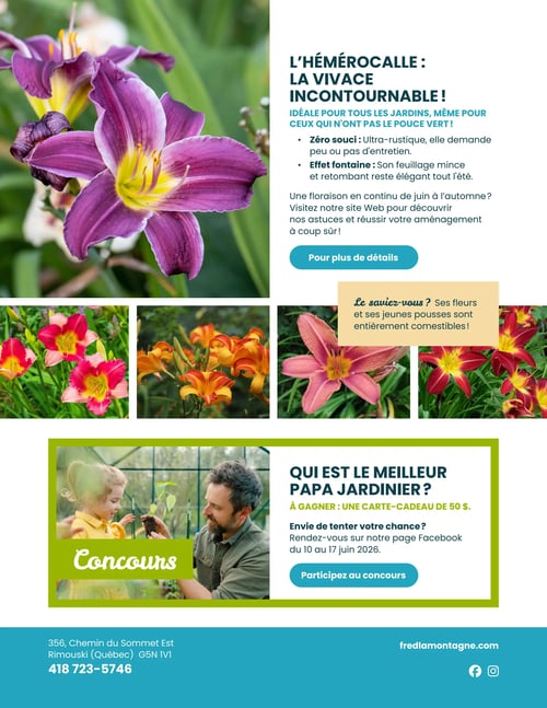 Circulaire Fred Lamontagne - Page 8. La page met en vedette l'hémérocalle, une vivace incontournable. Une grande image montre une hémérocalle violette et jaune. Le texte décrit la plante comme ultra-rustique, demandant peu d'entretien, avec un feuillage mince et retombant créant un "effet fontaine". Elle fleurit de juin à l'automne. Un bouton invite à cliquer pour plus de détails. En dessous, quatre petites images présentent des hémérocalles de différentes couleurs : rose, orange et rouge-jaune. Une boîte jaune indique : "Le saviez-vous ? Ses fleurs et ses jeunes pousses sont entièrement comestibles!". La partie inférieure de la page est dédiée à un concours intitulé "Qui est le meilleur papa jardinier ?" avec une carte-cadeau de 50 $ à gagner. Une photo montre un homme barbu et une petite fille souriante tenant une jeune pousse. Le concours se déroule du 10 au 17 juin 2026, avec une invitation à participer sur la page Facebook. Le pied de page bleu contient l'adresse du magasin : 356, Chemin du Sommet Est, Rimouski (Québec) G5N 1V1, le numéro de téléphone 418 723-5746, le site web fredlamontagne.com et les icônes Facebook et Instagram.