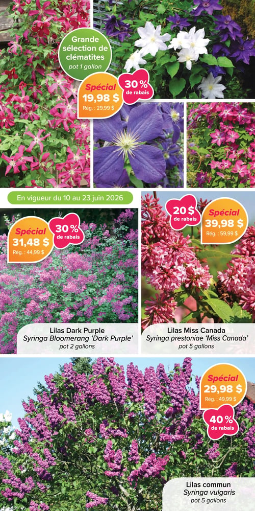 Jardissimo - Page 2. En vigueur du 10 au 23 juin 2026. La page met en vedette une grande sélection de clématites en pot de 1 gallon à 19,98 $, un rabais de 30 % sur le prix régulier de 29,99 $. On y trouve également le lilas Dark Purple (Syringa Bloomerang 'Dark Purple') en pot de 2 gallons à 31,48 $, soit 30 % de rabais sur le prix régulier de 44,99 $. Le lilas Miss Canada (Syringa prestoniae 'Miss Canada') en pot de 5 gallons est à 39,98 $, représentant 20 $ de rabais sur le prix régulier de 59,99 $. Enfin, le lilas commun (Syringa vulgaris) en pot de 5 gallons est offert à 29,98 $, soit 40 % de rabais sur le prix régulier de 49,99 $.