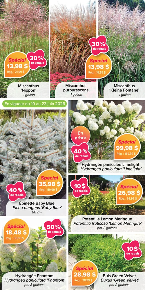 Circulaire Jardissimo - Page 3. La page est en vigueur du 10 au 23 juin 2026 et présente des offres sur diverses plantes. En haut, trois variétés de Miscanthus sont offertes à 13,98 $ chacune. Le Miscanthus 'Nippon' (1 gallon) est à 13,98 $ (rég. 21,99 $), soit 30 % de rabais. Le Miscanthus purpurescens (1 gallon) est à 13,98 $ (rég. 19,99 $), soit 30 % de rabais. Le Miscanthus 'Kleine Fontane' (1 gallon) est aussi à 13,98 $ (rég. 19,99 $), soit 30 % de rabais. Au centre gauche, l'Épinette Baby Blue (Picea pungens 'Baby Blue') de 60 cm est à 35,98 $ (rég. 59,99 $), soit 40 % de rabais. Au centre droit, l'Hydrangée paniculée Limelight (Hydrangea paniculata 'Limelight') en arbre est à 99,98 $ (rég. 169,99 $), soit 40 % de rabais. En bas au centre, la Potentille Lemon Meringue (Potentilla fruticosa 'Lemon Meringue') en pot de 2 gallons est à 26,98 $ (rég. 36,99 $), soit 10 $ de rabais. En bas à gauche, l'Hydrangée Phantom (Hydrangea paniculata 'Phantom') en pot de 3 gallons est à 18,48 $ (rég. 36,99 $), soit 50 % de rabais. Enfin, en bas à droite, le Buis Green Velvet (Buxus 'Green Velvet') en pot de 2 gallons est à 28,98 $ (rég. 38,99 $), soit 10 $ de rabais.