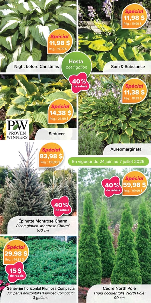 Circulaire Jardissimo - Page 2. En vigueur du 24 juin au 7 juillet 2026. La page présente une sélection de plantes. En haut, quatre variétés d'hostas en pot de 1 gallon sont offertes : l'hosta 'Night before Christmas' est à 11,98 $ (rég. 19,99 $), l'hosta 'Sum & Substance' est à 11,98 $ (rég. 19,99 $), l'hosta 'Seducer' de Proven Winners est à 14,38 $ (rég. 23,99 $), soit 40 % de rabais, et l'hosta 'Aureomarginata' est à 11,38 $ (rég. 18,99 $), soit 40 % de rabais. En bas de page, trois arbustes et conifères sont en promotion : l'épinette Montrose Charm (Picea glauca 'Montrose Charm') de 100 cm est à 83,98 $ (rég. 139,99 $), soit 40 % de rabais; le cèdre North Pôle (Thuja occidentalis 'North Pole') de 90 cm est à 59,98 $ (rég. 99,99 $), soit 40 % de rabais; et le genévrier horizontal Plumosa Compacta (Juniperus horizontalis 'Plumosa Compacta') de 3 gallons est à 29,98 $ (rég. 44,99 $), soit 15 $ de rabais.