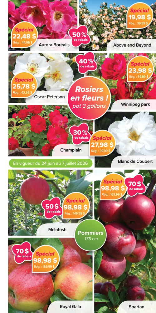 Circulaire Jardissimo - Page 3. En vigueur du 24 juin au 7 juillet 2026. La page présente des offres sur des rosiers en fleurs en pot de 3 gallons et des pommiers de 175 cm. Dans la section des rosiers, on trouve : le rosier Aurora Boréalis à 22,48 $ (rég. 44,99 $), soit 50 % de rabais; le rosier Above and Beyond à 19,98 $ (rég. 39,99 $), également 50 % de rabais; le rosier Oscar Peterson à 25,78 $ (rég. 42,99 $), soit 40 % de rabais; le rosier Winnipeg Park à 23,98 $ (rég. 39,99 $), également 40 % de rabais; le rosier Champlain, avec 30 % de rabais; et le rosier Blanc de Coubert à 27,98 $ (rég. 39,99 $), également 30 % de rabais. Dans la section des pommiers, on trouve : le pommier McIntosh à 98,98 $ (rég. 149,99 $), soit 50 $ de rabais; le pommier Royal Gala à 98,98 $ (rég. 169,99 $), soit 70 $ de rabais; et le pommier Spartan, avec 70 $ de rabais.