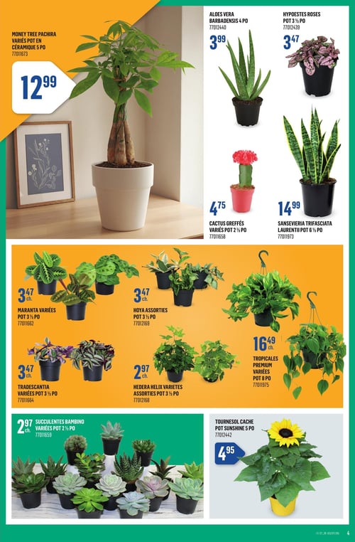 Circulaire Canac - Page 4. Cette page est dédiée aux plantes d'intérieur. On y trouve un Money Tree Pachira varié en pot céramique de 5 po à 12,99 $. À droite, l'Aloes Vera Barbadensis de 4 po est à 3,99 $, les Hypoestes Roses en pot de 3 ½ po à 3,47 $, les Cactus Greffés variés en pot de 2 ½ po à 4,75 $, et le Sansevieria Trifasciata Laurentii en pot de 6 ½ po à 14,99 $. La section suivante propose des Maranta variées, Hoya assorties et Tradescantia variées, toutes en pot de 3 ½ po à 3,47 $ chacun. Les Hedera Helix variétés assorties en pot de 3 ½ po sont à 2,97 $ chacun. Des plantes tropicales premium variées en pot de 8 po sont offertes à 16,49 $ chacun. Enfin, des Succulentes Bambino variées en pot de 2 ½ po sont à 2,97 $ chacun, et un Tournesol Cache Pot Sunshine de 5 po est à 4,95 $.