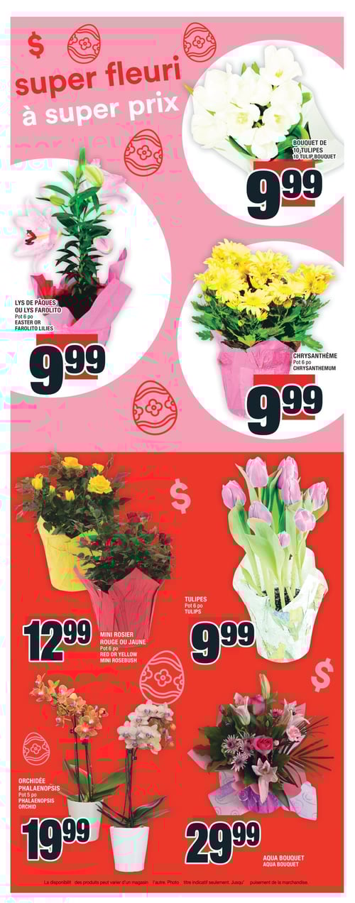 Sélection florale à prix avantageux chez Super C - Page 15 Circulaire Super C - Page 15 : Découvrez une sélection florale à prix avantageux. Vous y trouverez des lys de Pâques ou lys Farolito à 9,99 $, des tulipes à 9,99 $, ainsi que des chrysanthèmes à 9,99 $. Pour des options plus colorées, le mini rosier rouge ou jaune est proposé à 12,99 $. Les orchidées Phalaenopsis sont disponibles à 19,99 $, et un magnifique Aqua bouquet peut être acheté pour 29,99 $. Un bouquet de 10 tulipes est également disponible pour 9,99 $.