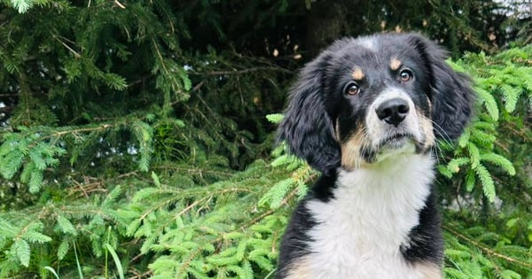 Concours Jessica Gagnon,Intervenante Canin
