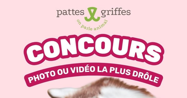 Concours Pattes Et Griffes