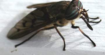 Mouches à Chevreuil, 10 trucs contre les taons